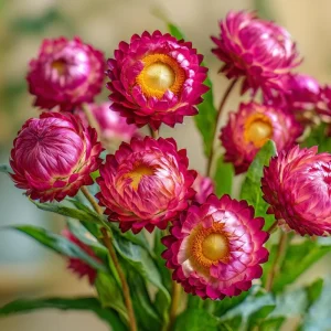 Bright Rose Strawflower Seeds - 50 Count Everlasting Pink Cut Flowers - Image 1