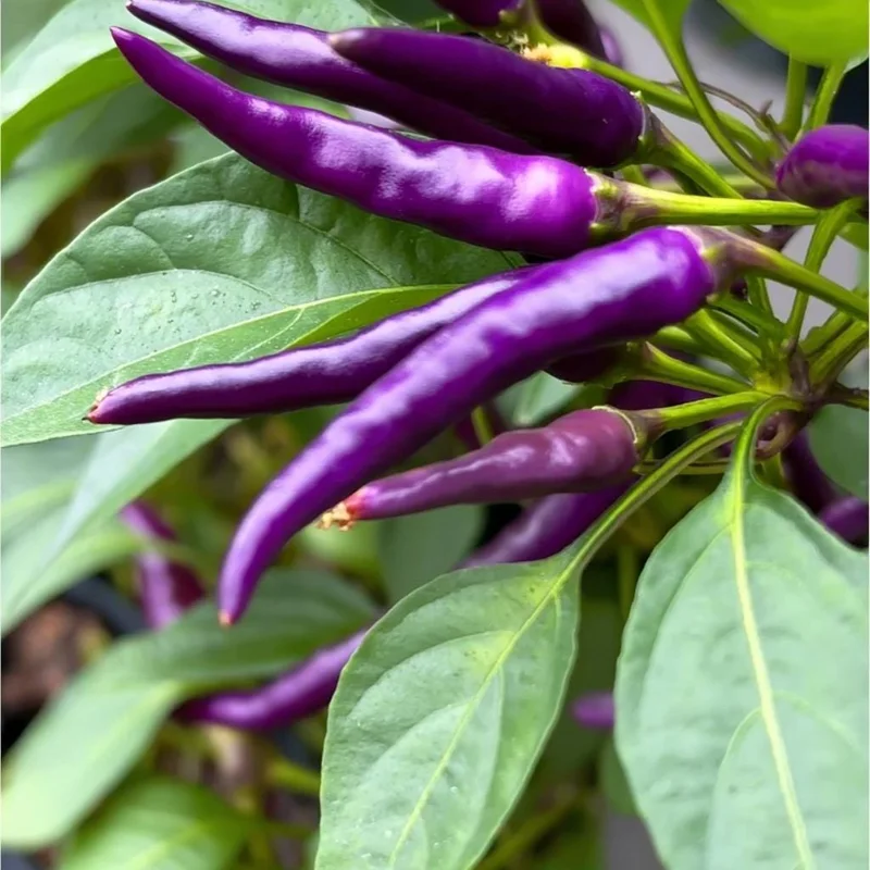 Buena Mulata Pepper Seeds - 10 Hot Heirloom Purple-to-Red Chili Seeds - Image 1