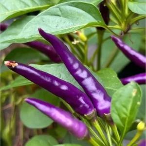 Buena Mulata Pepper Seeds - 10 Hot Heirloom Purple-to-Red Chili Seeds - Image 2