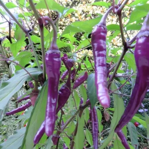 Buena Mulata Pepper Seeds - 10 Hot Heirloom Purple-to-Red Chili Seeds - Image 4