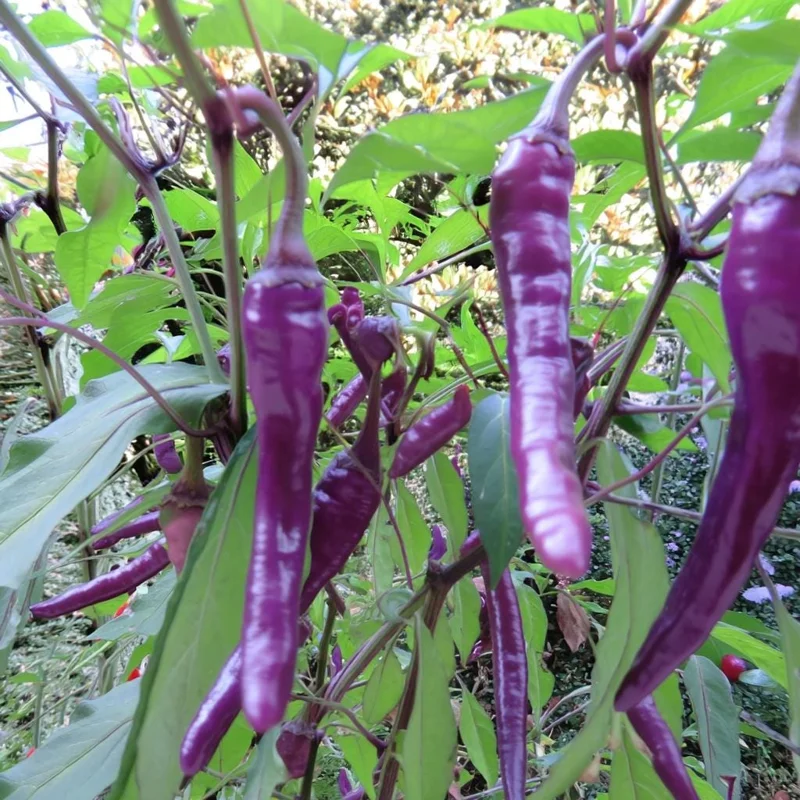 Buena Mulata Pepper Seeds - 10 Hot Heirloom Purple-to-Red Chili Seeds - Image 4