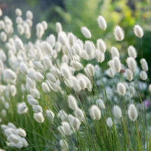 Bunny Tails Grass Seeds - 50 Heirloom Ornamental Grass Seeds, Hare's Tail Grass - Image 2