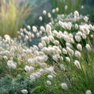 Bunny Tails Grass Seeds - 50 Heirloom Ornamental Grass Seeds, Hare's Tail Grass - Image 3