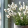 Bunny Tails Grass Seeds - 50 Heirloom Ornamental Grass Seeds, Hare's Tail Grass - Image 1