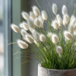 Bunny Tails Grass Seeds - 50 Heirloom Ornamental Grass Seeds, Hare's Tail Grass - Image 1