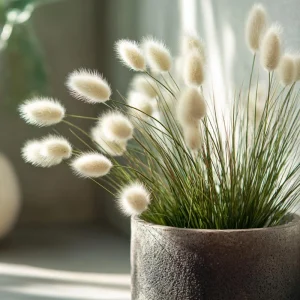 Bunny Tails Grass Seeds - 50 Heirloom Ornamental Grass Seeds, Hare's Tail Grass - Image 4