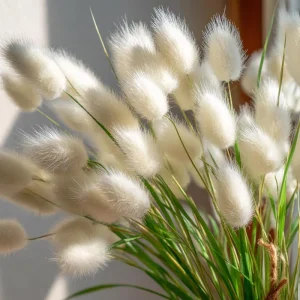 Bunny Tails Grass Seeds - 50 Heirloom Ornamental Grass Seeds, Hare's Tail Grass - Image 6