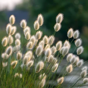 Bunny Tails Grass Seeds - 50 Heirloom Ornamental Grass Seeds, Hare's Tail Grass - Image 8