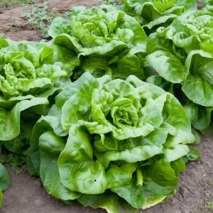Butterhead Lettuce Seeds - Heirloom Garden Greens - 500 Seeds - Image 2
