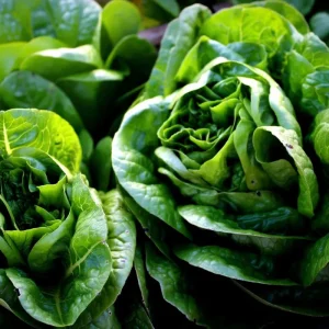 Butterhead Lettuce Seeds - Heirloom Garden Greens - 500 Seeds - Image 3