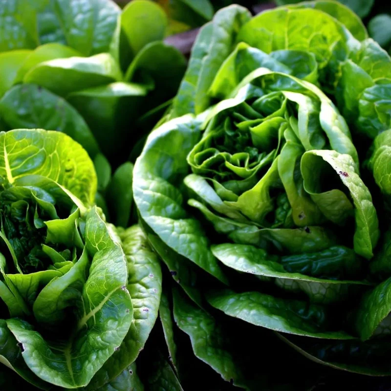Butterhead Lettuce Seeds - Heirloom Garden Greens - 500 Seeds - Image 3