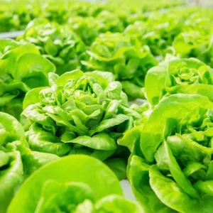 Butterhead Lettuce Seeds - Heirloom Garden Greens - 500 Seeds - Image 4