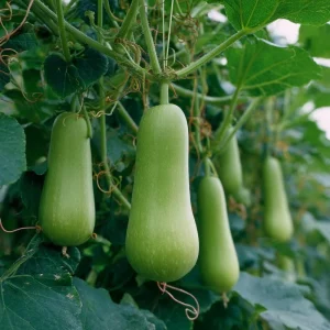 Calabash Gourd Seeds - 15 Fast-Growing Edible Bottle Gourd Seeds for Planting - Image 2