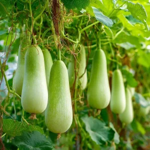Calabash Gourd Seeds - 15 Fast-Growing Edible Bottle Gourd Seeds for Planting - Image 3