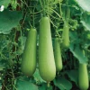 Calabash Gourd Seeds - 15 Fast-Growing Edible Bottle Gourd Seeds for Planting - Image 1