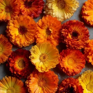 Calendula Pacific Beauty Mix Seeds - Heirloom Pot Marigold Flowers - 50+ Seeds - Image 2