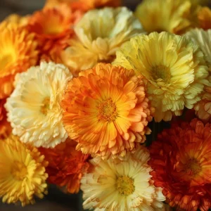Calendula Pacific Beauty Mix Seeds - Heirloom Pot Marigold Flowers - 50+ Seeds - Image 3