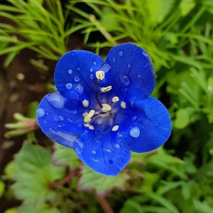 California Bluebell Seeds - 500 Phacelia campanularia Wildflower Seeds Annual - Image 2