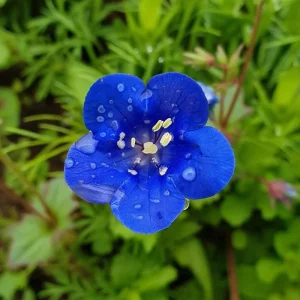 California Bluebell Seeds - 500 Phacelia campanularia Wildflower Seeds Annual - Image 4