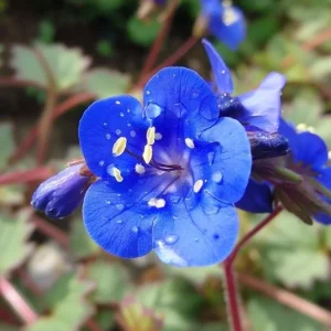 California Bluebell Seeds - 500 Phacelia campanularia Wildflower Seeds Annual - Image 5