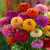 California Giant Zinnia Seeds - 50 Heirloom Double Bloom Flower Seeds - Image 1