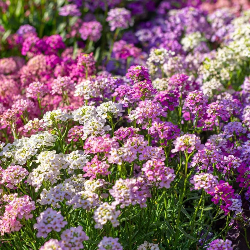 Candytuft Mixed Color Seeds - 200 Heirloom Iberis umbellata Annual Flower - Image 2