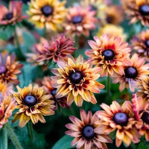 Caramel Rudbeckia Seeds - 25 Seeds, Golden-Bronze Blooms, Easy-to-Grow Perennial - Image 2