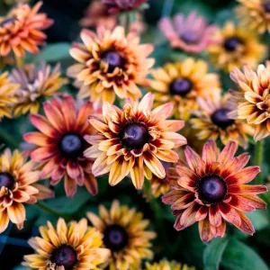 Caramel Rudbeckia Seeds - 25 Seeds, Golden-Bronze Blooms, Easy-to-Grow Perennial - Image 1