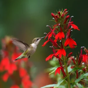 Cardinal Flower Lobelia Seeds - 250 Heirloom Lobelia cardinalis for Pollinators - Image 3