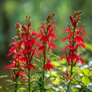 Cardinal Flower Lobelia Seeds - 250 Heirloom Lobelia cardinalis for Pollinators - Image 4