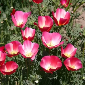 Carmine King California Poppy Seeds – 250 Vibrant Red Wildflower Seeds – Outdoor - Image 2