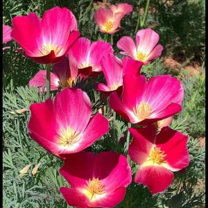Carmine King California Poppy Seeds – 250 Vibrant Red Wildflower Seeds – Outdoor - Image 3