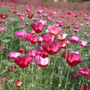 Carmine King California Poppy Seeds – 250 Vibrant Red Wildflower Seeds – Outdoor - Image 4