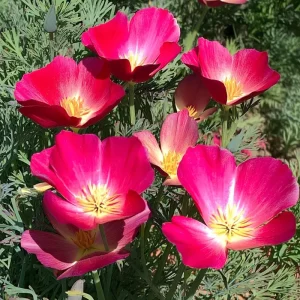 Carmine King California Poppy Seeds – 250 Vibrant Red Wildflower Seeds – Outdoor - Image 1