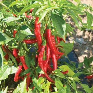 Cayenne Hot Pepper Live Plant - 2 Plants, 4 inch Tall, for Container or Garden - Image 2