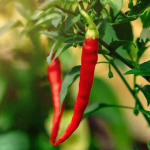 Cayenne Hot Pepper Live Plant - 2 Plants, 4 inch Tall, for Container or Garden - Image 3