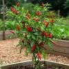 Cayenne Hot Pepper Live Plant - 2 Plants, 4 inch Tall, for Container or Garden - Image 1