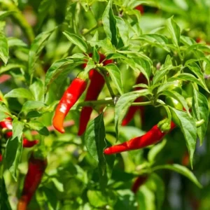 Cayenne Hot Pepper Live Plant - 2 Plants, 4 inch Tall, for Container or Garden - Image 4