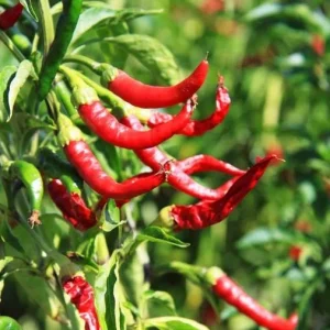 Cayenne Hot Pepper Live Plant - 2 Plants, 4 inch Tall, for Container or Garden - Image 5
