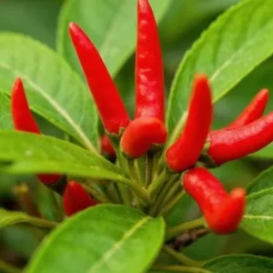 Cayenne Hot Pepper Live Plant - 2 Plants, 4 inch Tall, for Container or Garden - Image 6
