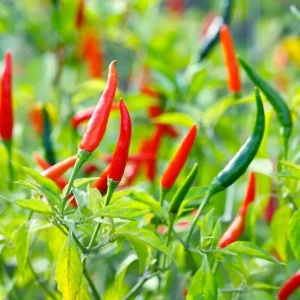 Cayenne Hot Pepper Live Plant - 2 Plants, 4 inch Tall, for Container or Garden - Image 7