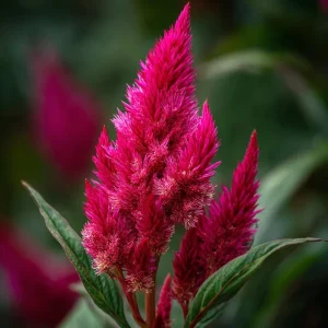 Celosia Plumosa Seeds - 25 Pack, Feathery Flowers, Vibrant Colors, Outdoor - Image 2