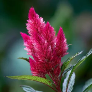Celosia Plumosa Seeds - 25 Pack, Feathery Flowers, Vibrant Colors, Outdoor - Image 3