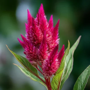 Celosia Plumosa Seeds - 25 Pack, Feathery Flowers, Vibrant Colors, Outdoor - Image 5