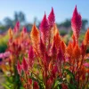 Celosia Plumosa Seeds - 25 Pack, Feathery Flowers, Vibrant Colors, Outdoor - Image 1