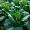 Champion Collard Seeds – Heirloom Leafy Green Vegetable Seeds – 200 Seed Pack – Outdoor - Image 1