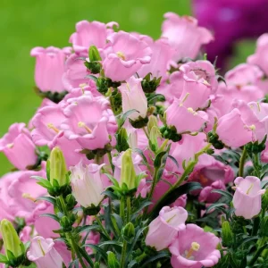 Champion Rose F1 Bellflower Seeds - Canterbury Bells, Campanula Medium - 25 Seeds - Image 2