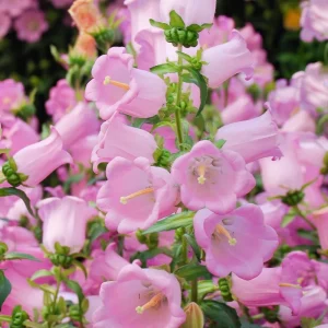 Champion Rose F1 Bellflower Seeds - Canterbury Bells, Campanula Medium - 25 Seeds - Image 4