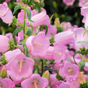 Champion Rose F1 Bellflower Seeds - Canterbury Bells, Campanula Medium - 25 Seeds - Image 5