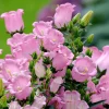 Champion Rose F1 Bellflower Seeds - Canterbury Bells, Campanula Medium - 25 Seeds - Image 1